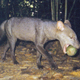 A wild short-eared dog carrying a pouteria fruit.
